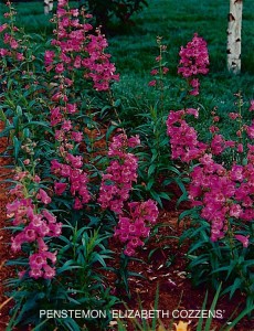 Penstemon 'Elizabeth Cozzens'